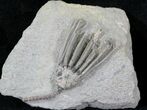 Detailed Macrocrinus Crinoid Fossil - Indiana #29388-1